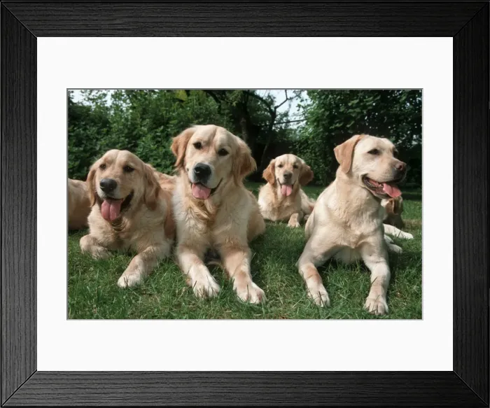 Framed Print : Dogs - Labrador and Golden Retrievers lying in garden Framed Print : Dogs - Labrador and Golden Retrievers lying in garden