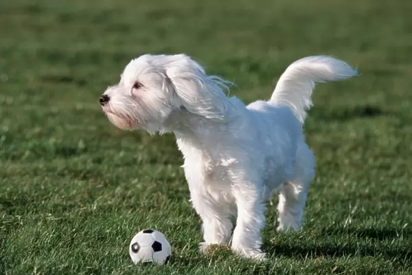 Dog - Malteze  /  Maltiase playing football in garden