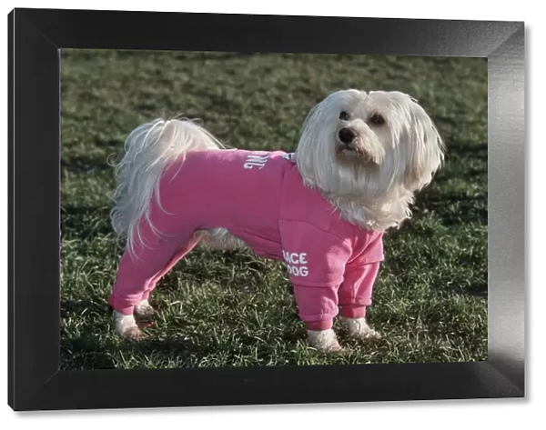 Dog - Malteze  /  Maltiase wearing jogging suit clothing in garden