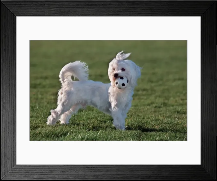 Framed Print : Dog - Malteze / Maltiase playing football in garden Framed Print : Dog - Malteze / Maltiase playing football in garden
