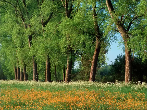 Landscape with Poplars and Cow Parsley and meadow buttercup