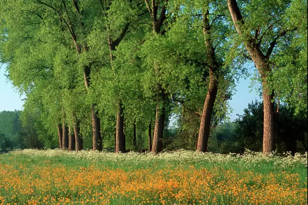 Landscape with Poplars and Cow Parsley and meadow buttercup