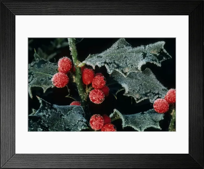 Framed Print : Holly berries with ice in winter Framed Print : Holly berries with ice in winter
