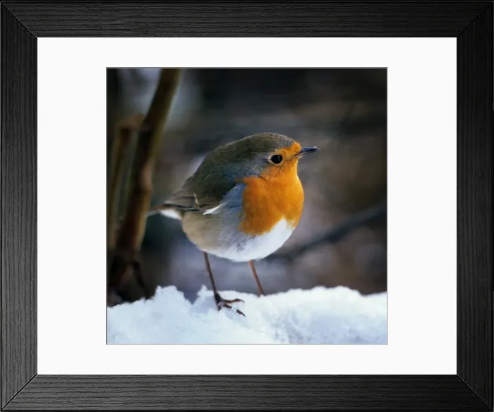 Framed Print : Robin - On snow Framed Print : Robin - On snow