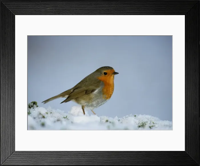 Framed Print : Robin - On snow Framed Print : Robin - On snow