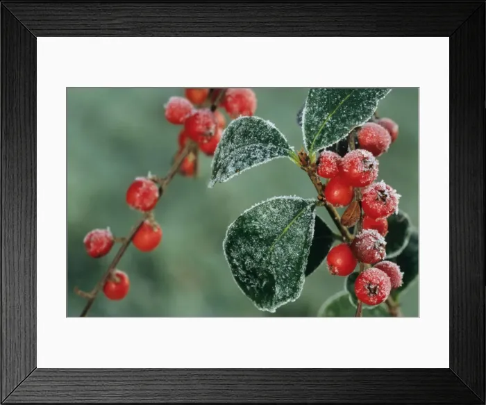 Framed Print : Cotoneaster Berries with frost