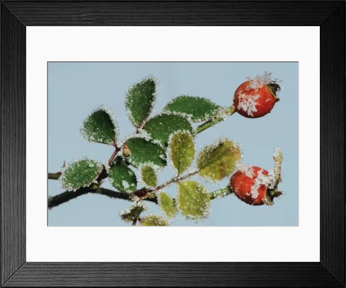 Framed Print : Rosehip with frost in winter Framed Print : Rosehip with frost in winter