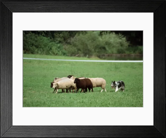 Framed Print : Border Collie guarding sheep in meadow Framed Print : Border Collie guarding sheep in meadow