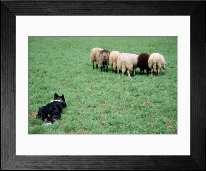 Framed Print : Border Collie guarding sheep in meadow