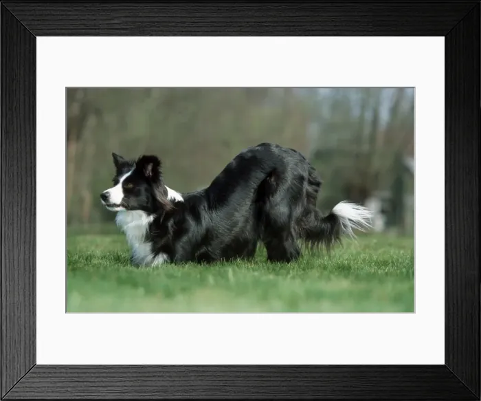 Framed Print : Dog - Border Collie playing in garden Framed Print : Dog - Border Collie playing in garden