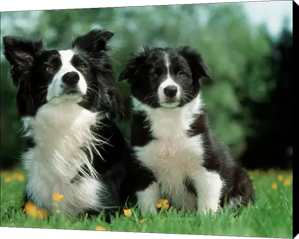 Dog - Border Collie - Adult with puppy sitting in garden