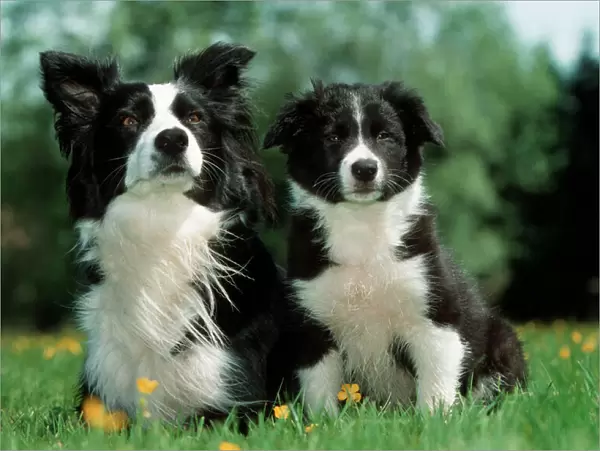 Dog - Border Collie - Adult with puppy sitting in garden
