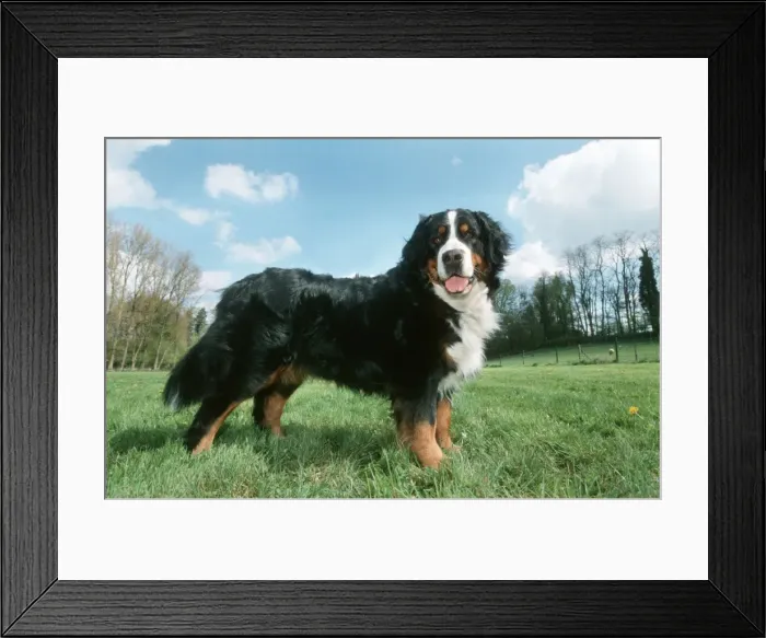 Framed Print : Bernese Mountain Dog in meadow Framed Print : Bernese Mountain Dog in meadow