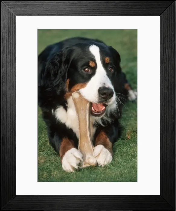 Framed Print : Bernese Mountain Dog chewing on big bone Framed Print : Bernese Mountain Dog chewing on big bone