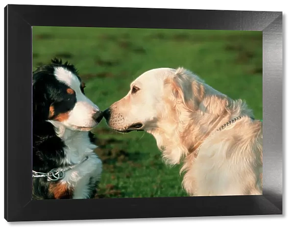 Dogs - Bernese Mountain Dog and Golden Retriever sniffing each others nose