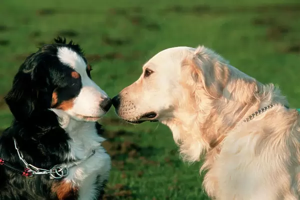 Dogs - Bernese Mountain Dog and Golden Retriever sniffing each others nose