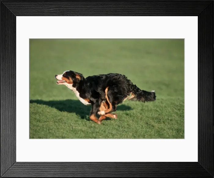 Framed Print : Bernese Mountain Dog running in garden Framed Print : Bernese Mountain Dog running in garden