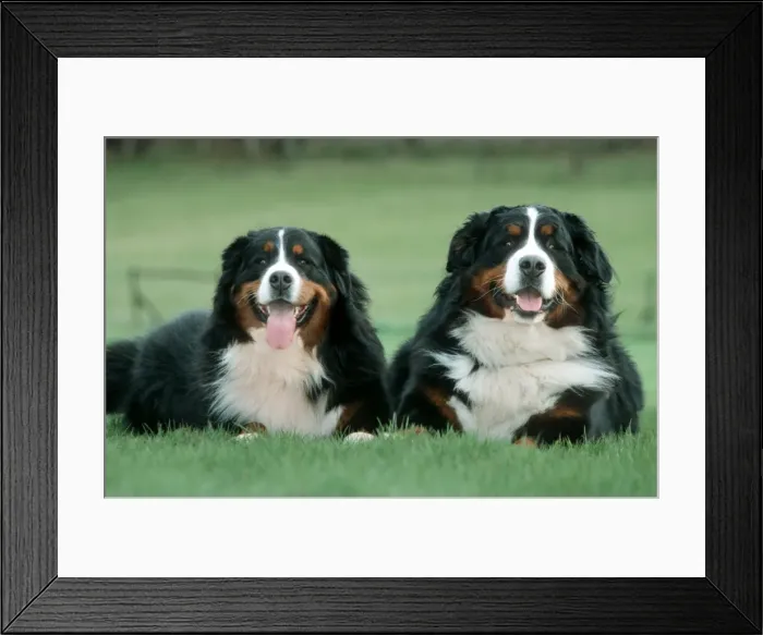 Framed Print : Bernese Mountain Dogs - Pair lying in garden
