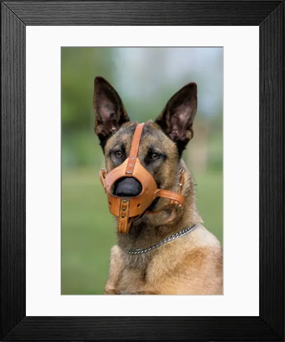 Framed Print : Dog - Belgian Malinois with muzzle Framed Print : Dog - Belgian Malinois with muzzle