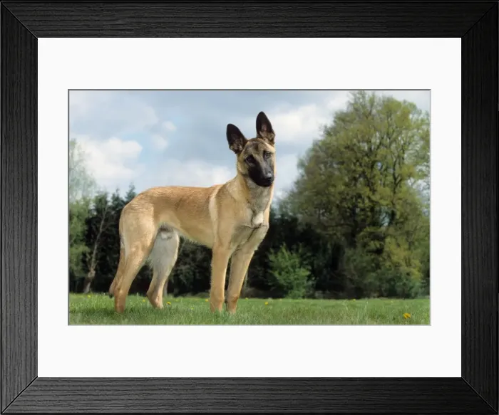 Framed Print : Dog - Belgian Malinois in garden Framed Print : Dog - Belgian Malinois in garden