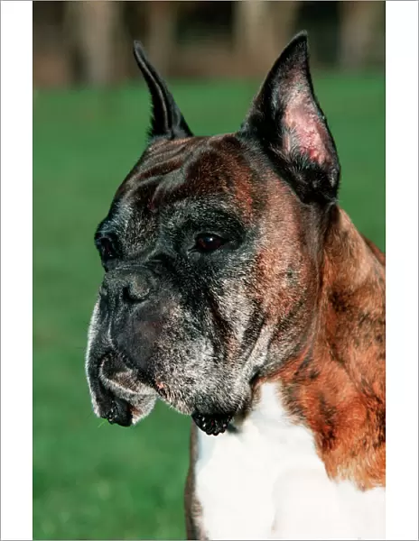 Dog - Old Boxer dog with cut ears