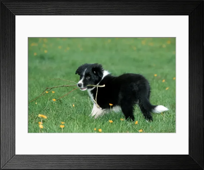Framed Print : Dog - Border Collie pup playing with branch Framed Print : Dog - Border Collie pup playing with branch