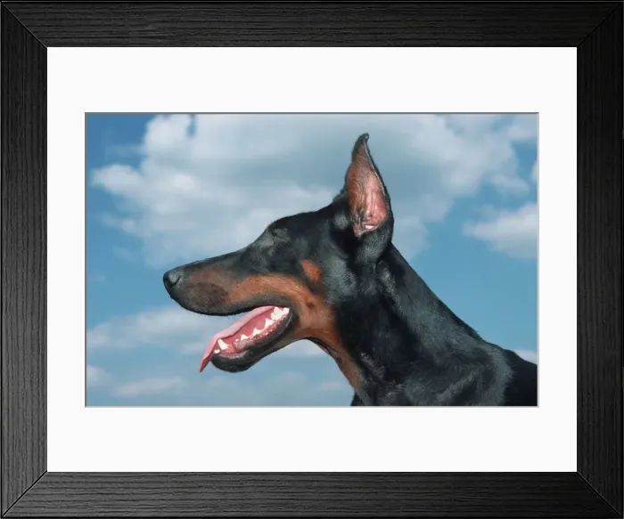 Framed Print : Dog - Doberman head with cut ears Framed Print : Dog - Doberman head with cut ears