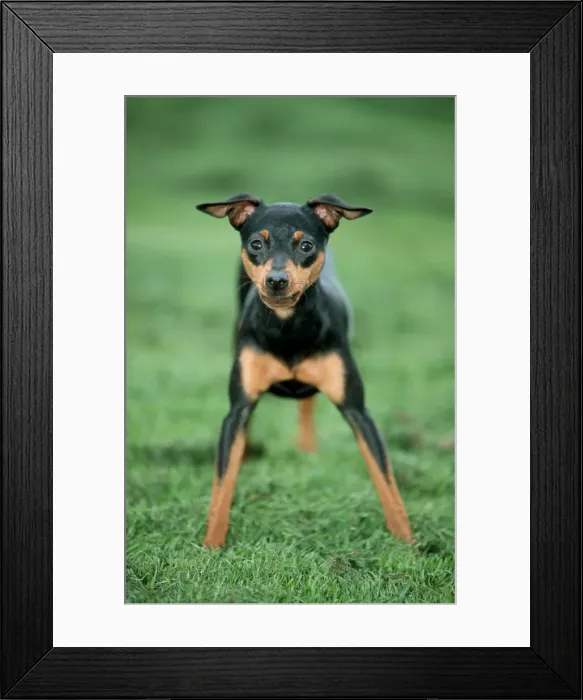 Framed Print : Doberman Pinscher Dog - Standing alert Framed Print : Doberman Pinscher Dog - Standing alert