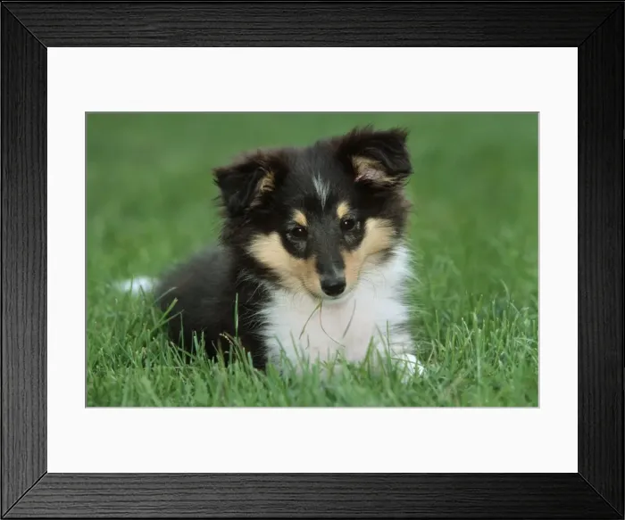 Framed Print : Dog - Border Collie pup in garden