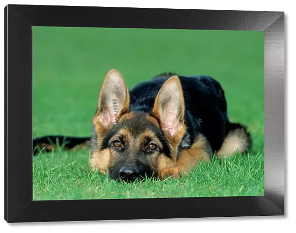 German Shepherd Dog - young dog lying on grass