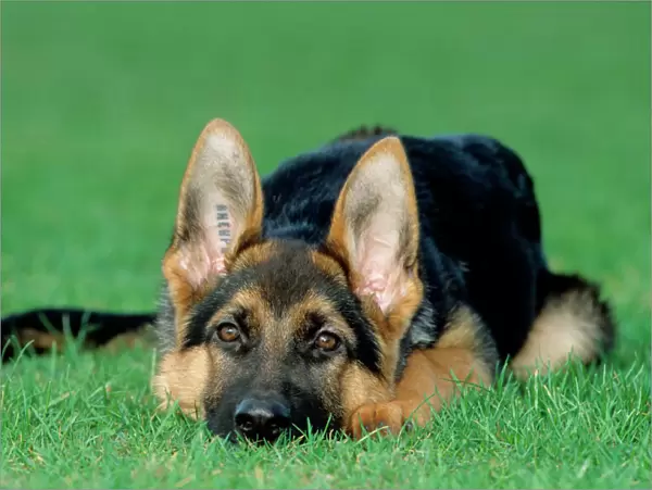 German Shepherd Dog - young dog lying on grass