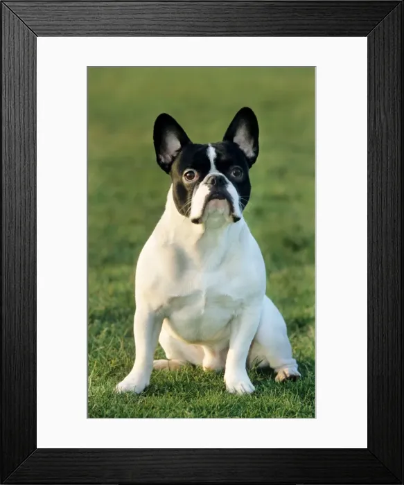 Framed Print : French Bulldog sitting in grass Framed Print : French Bulldog sitting in grass