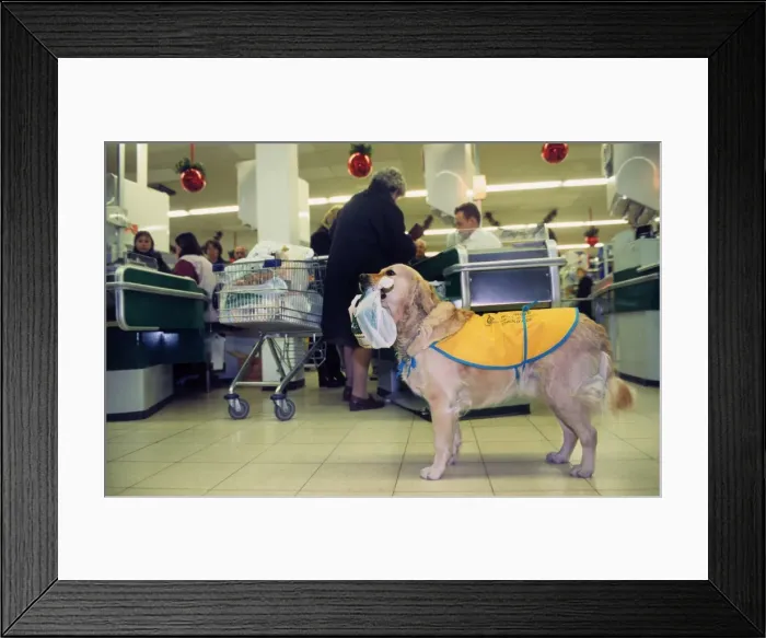 Framed Print : Golden Retriever as aid dog with supermarket bag in muzzle in shop wearing special coat Framed Print : Golden Retriever as aid dog with supermarket bag in muzzle in shop wearing special coat