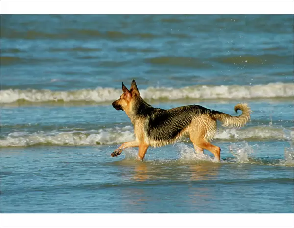 German Shepherd Dog on the beach in the water