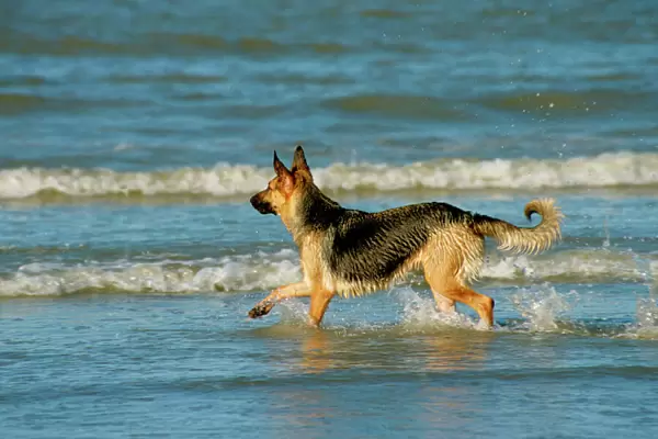 German Shepherd Dog on the beach in the water