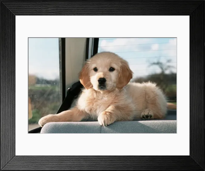 Framed Print : Dog - Golden Retriever puppy in the back of a car Framed Print : Dog - Golden Retriever puppy in the back of a car