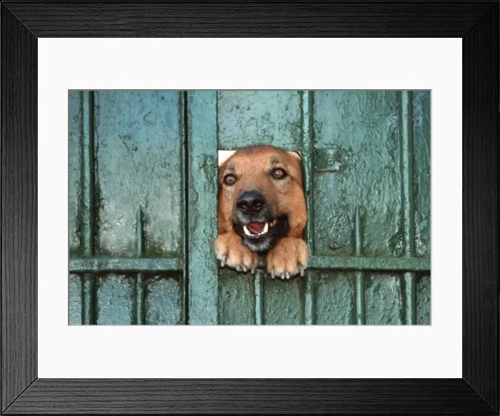 Framed Print : Dog - Mongrel looking through hole in gate Framed Print : Dog - Mongrel looking through hole in gate
