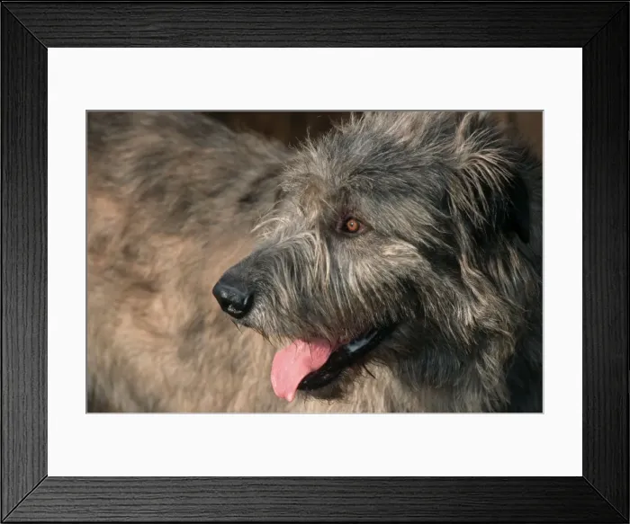 Framed Print : Irish Wolfshound Dog - Showing long tongue Framed Print : Irish Wolfshound Dog - Showing long tongue
