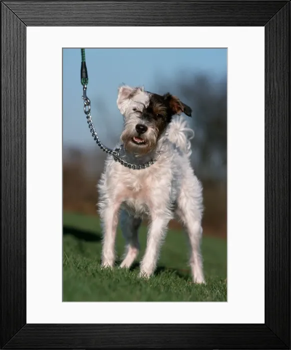 Framed Print : Dog - Mongrel of terrier on lead Framed Print : Dog - Mongrel of terrier on lead