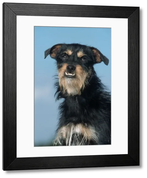 Framed Print : Mongrel Dog - with over-bite Framed Print : Mongrel Dog - with over-bite