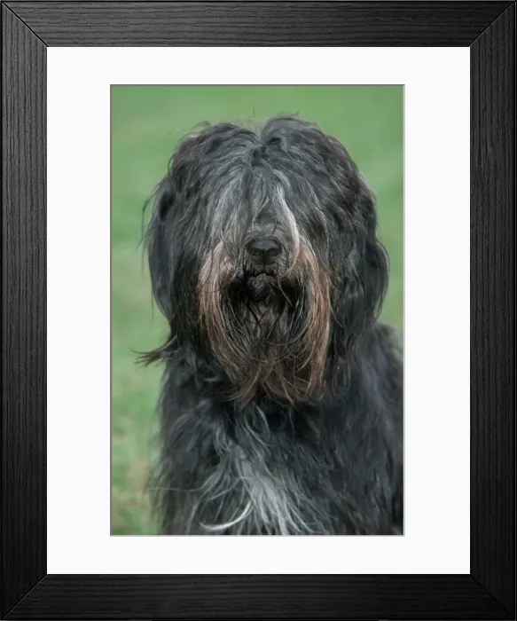 Framed Print : Schapendoes / Dutch Sheepdog - sitting in grass Framed Print : Schapendoes / Dutch Sheepdog - sitting in grass