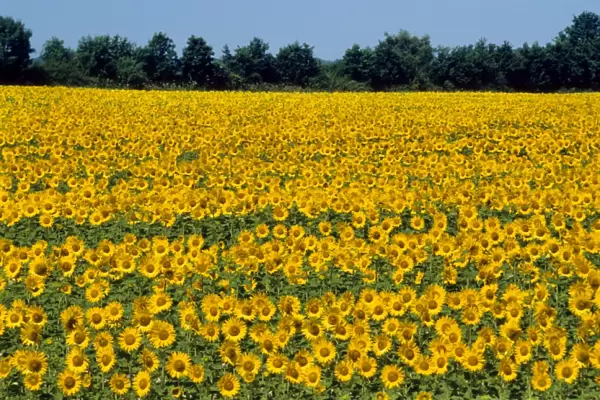 Sunflower - France