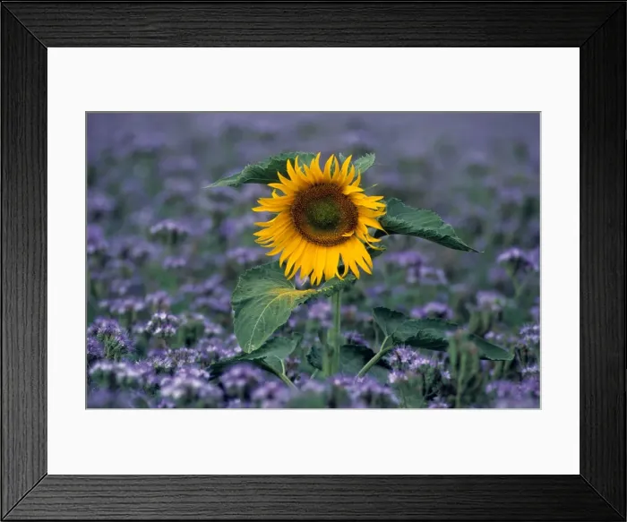 Framed Print : Sunflower - France Framed Print : Sunflower - France