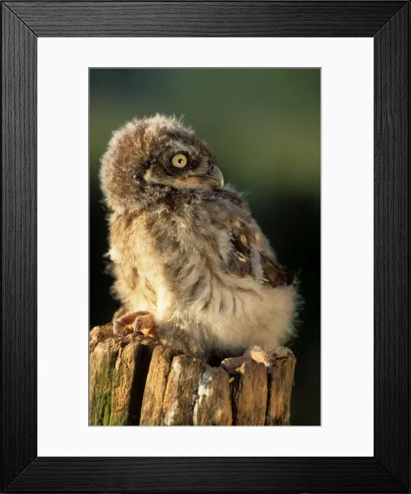 Framed Print : Little Owl - young on post in morning light Framed Print : Little Owl - young on post in morning light