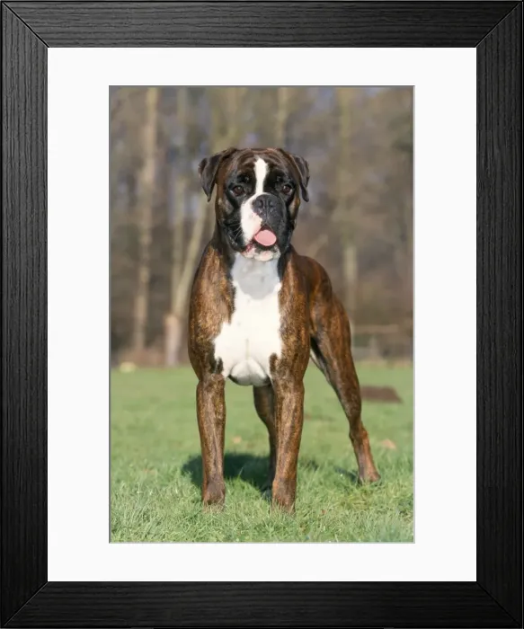 Framed Print : Boxer Dog. ME-138. Boxer Dog. Johan De Meester Framed Print : Boxer Dog. ME-138. Boxer Dog. Johan De Meester