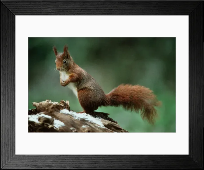 Framed Print : Red Squirrel in winter, standing upright Framed Print : Red Squirrel in winter, standing upright