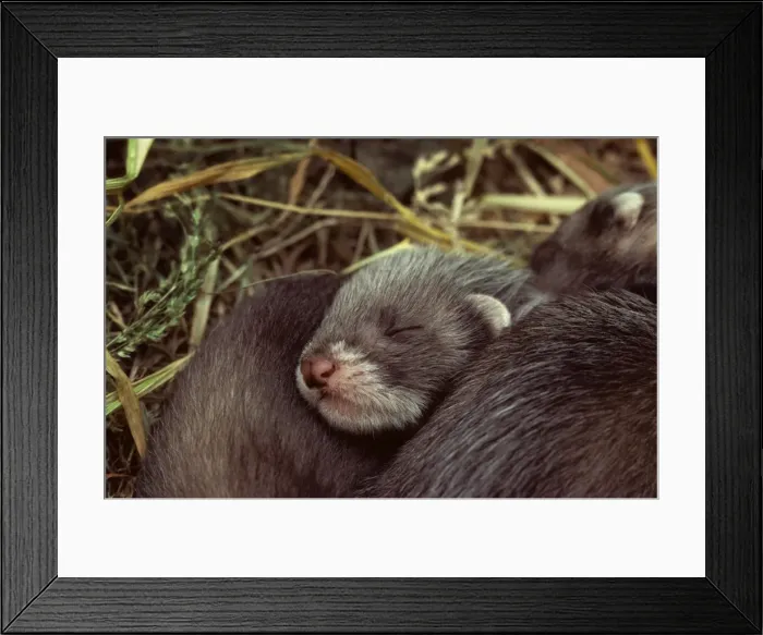 Framed Print : Polecat - Young ones in nest sleeping