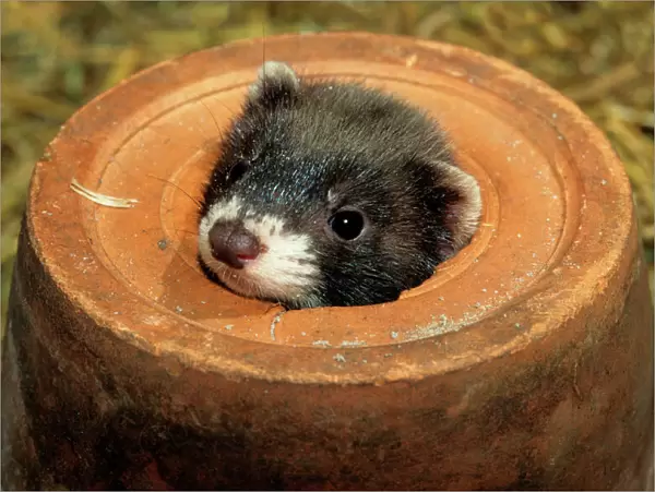 Polecat - Young in a flowerpot