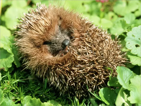 Hedgehog. ME-141. HEDGEHOG - Rolled up in a ball