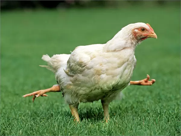 Chicken - 4 legged chicken running through grass
